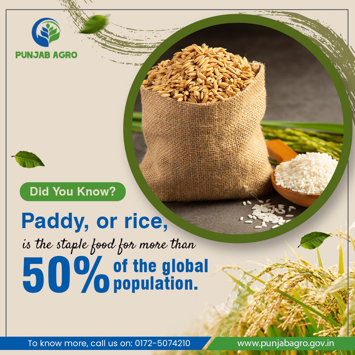 Punjab Agro - Did you know that paddy rice serves as the...