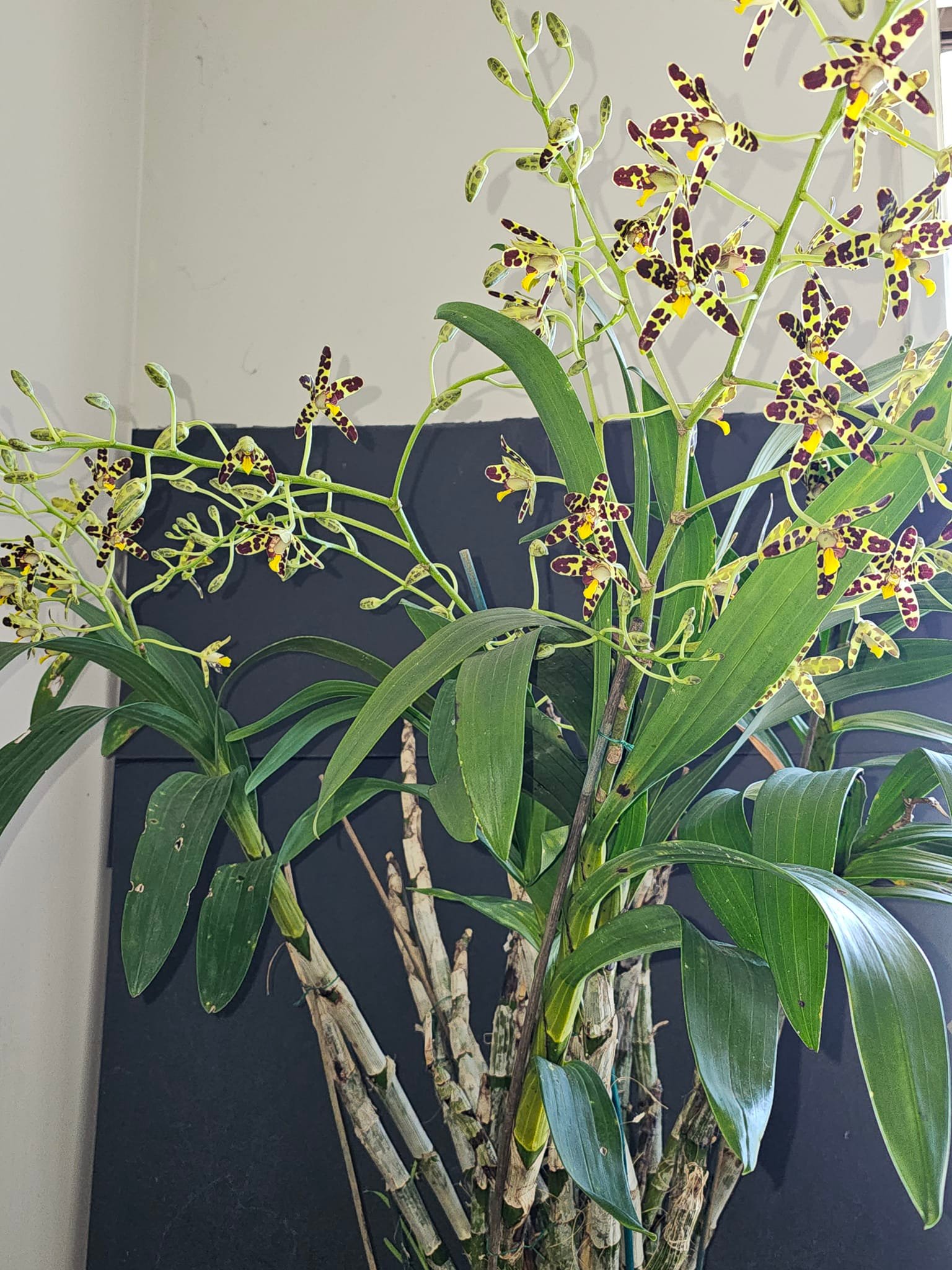 Ansellia africana plant with fragrant flowers