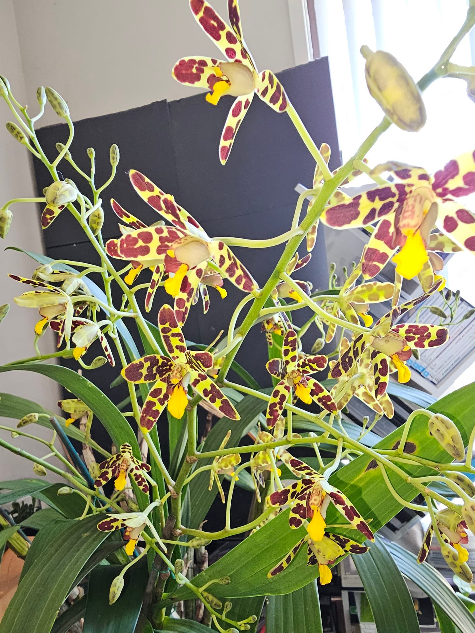 Ansellia africana plant with fragrant flowers
