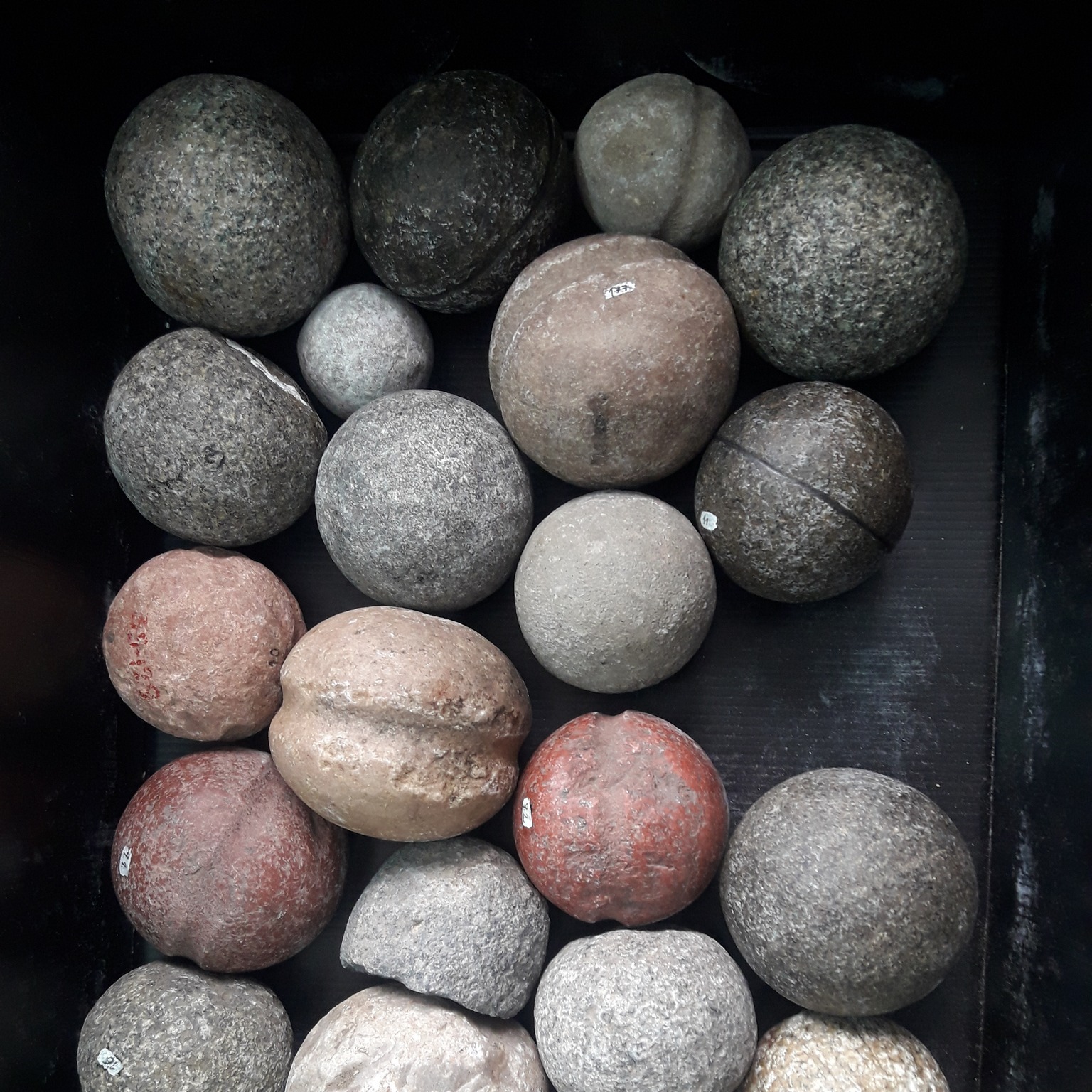 #ColeccionesdeMuseo... - Museo Provincial de Historia Natural