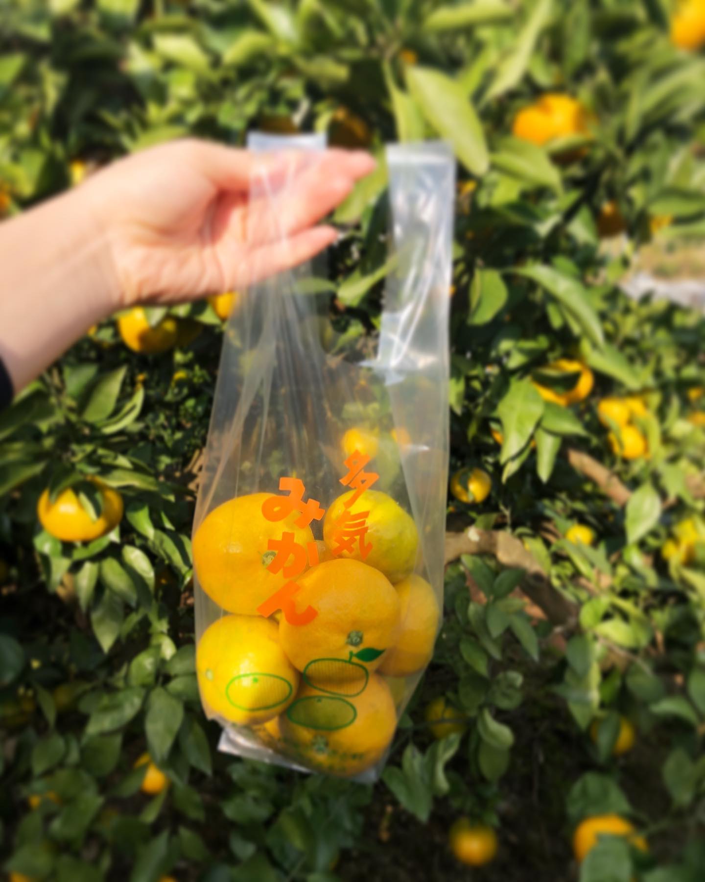 Looking for the freshest Japanese mikan oranges? Pick your own at