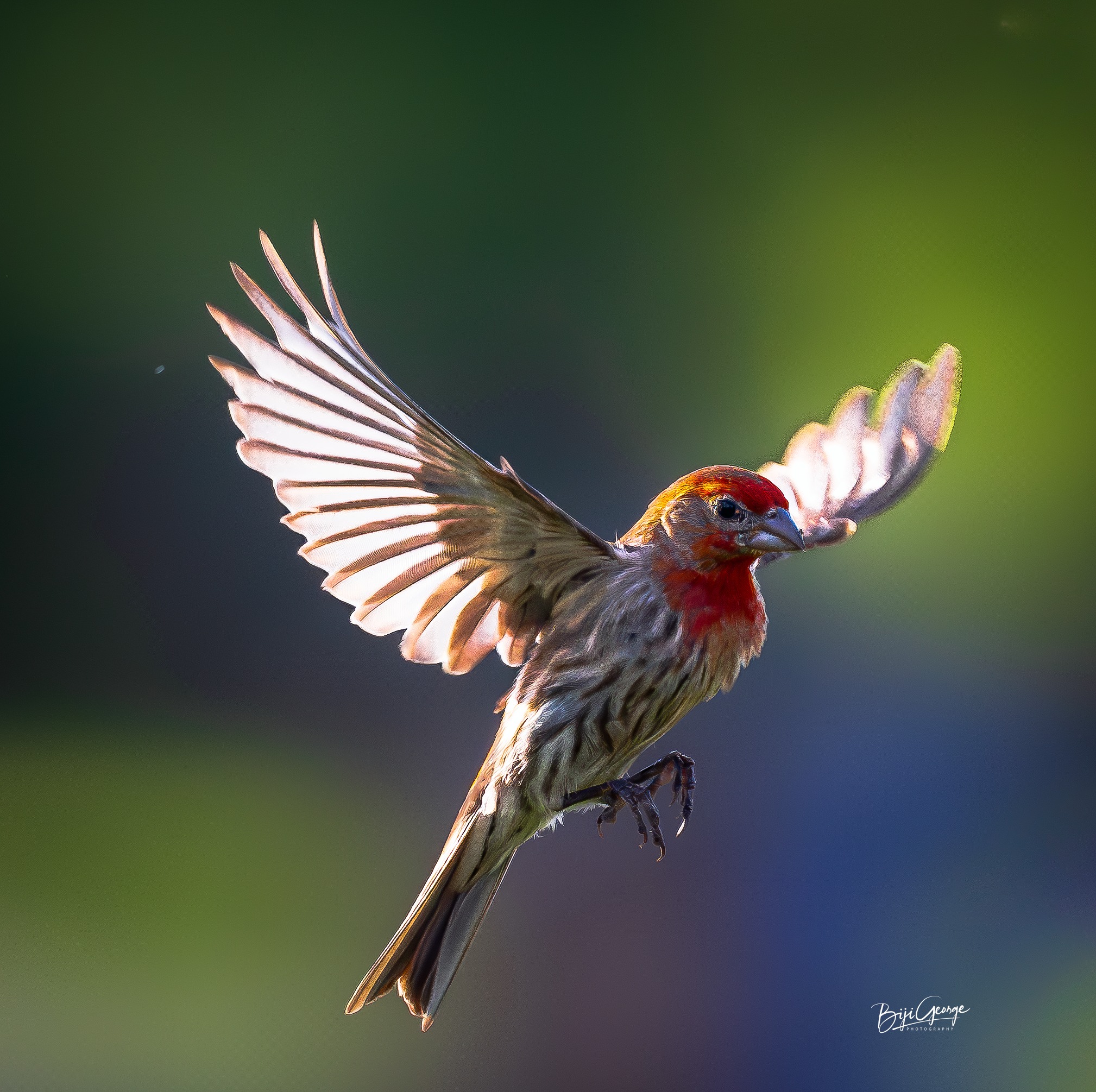Nikon auto capture impresses with house finch photo
