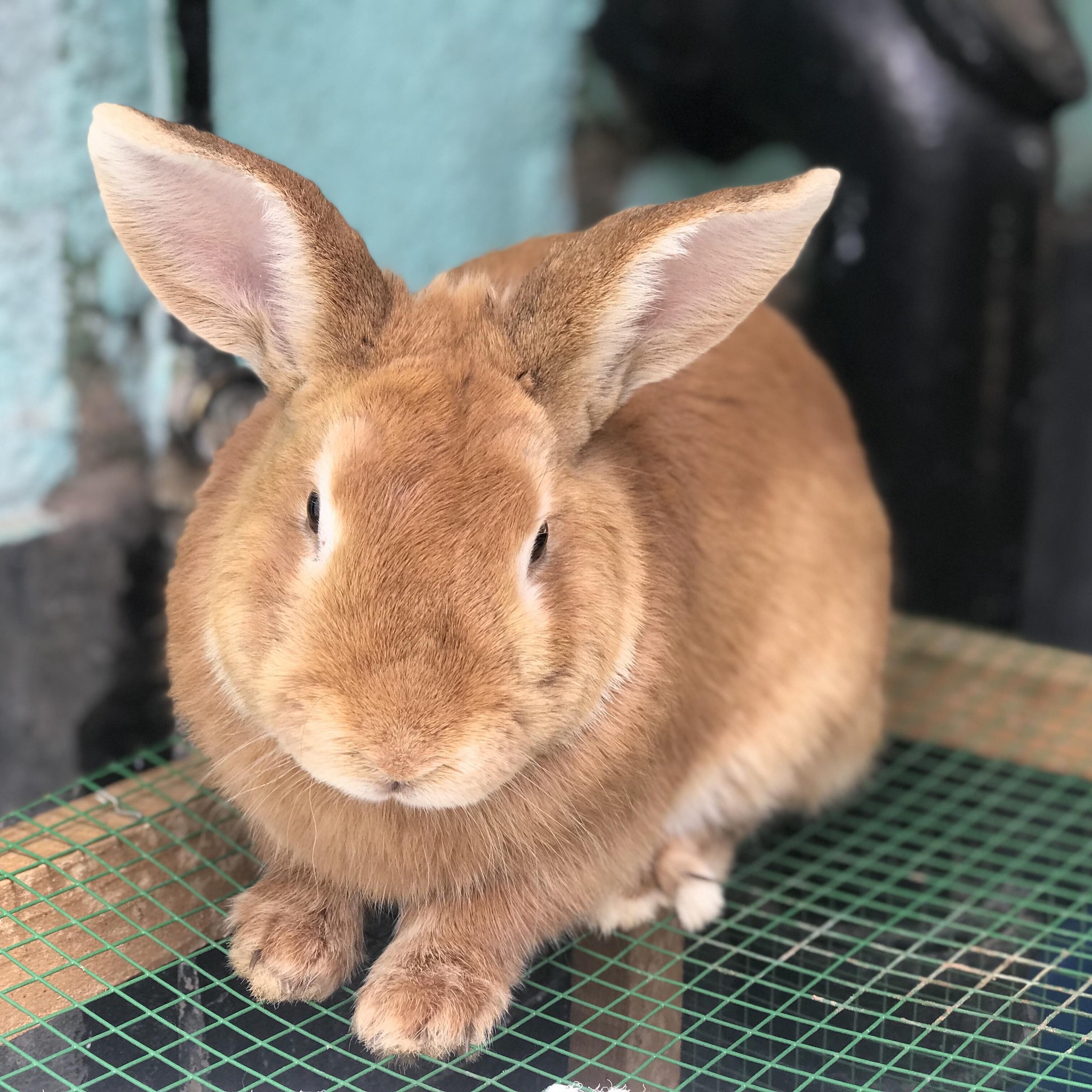 PHOTO FOCUS - New Zealand... - Chililabombwe Rabbit Breeders | Facebook