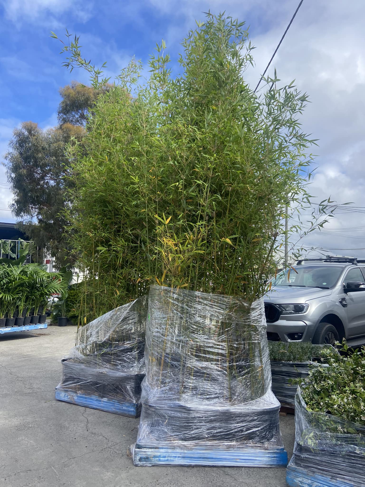 Plants R Us | Dromana VIC