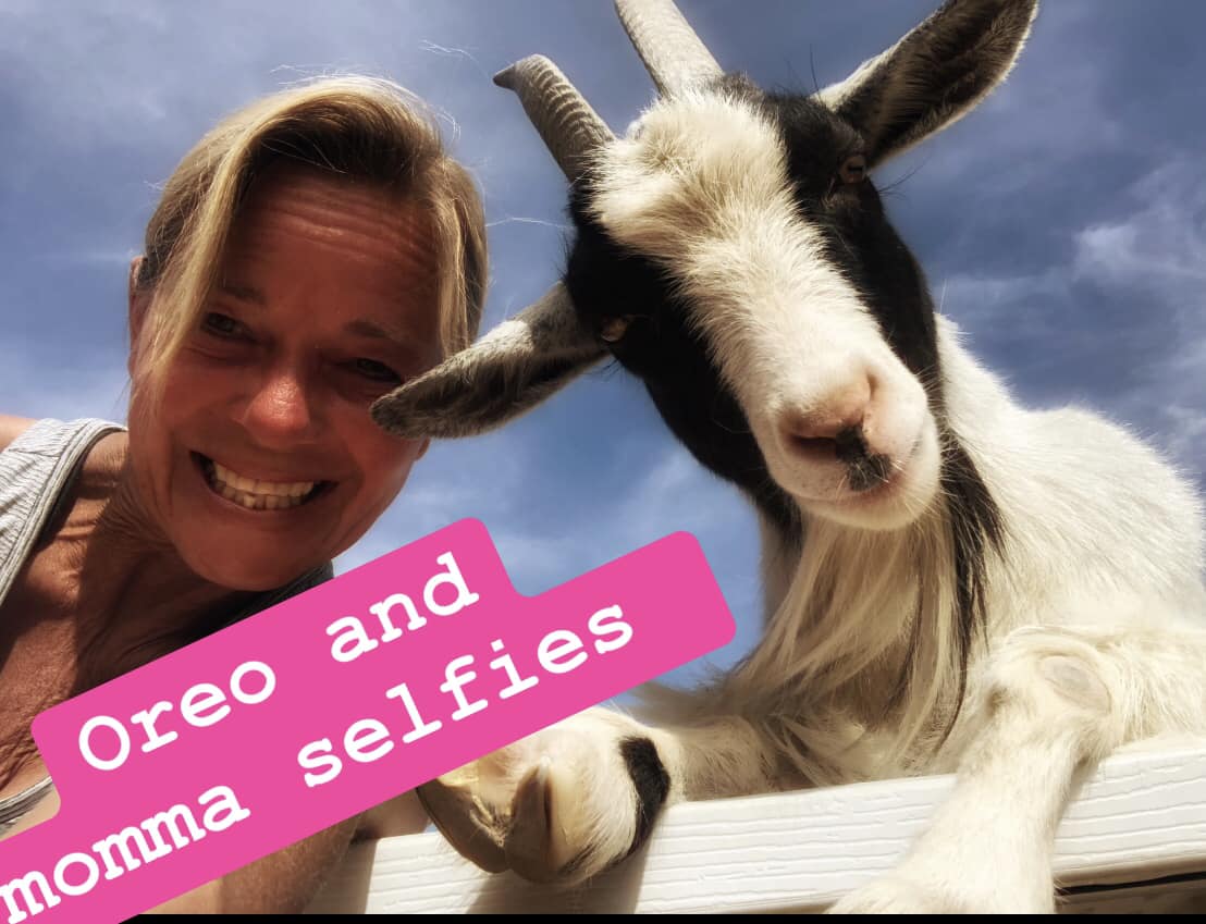 Oreo the goat's social media potential