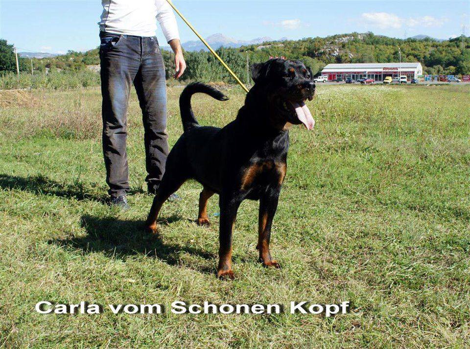 Rottweiler Kennel Black Rott Hunter | Niksic