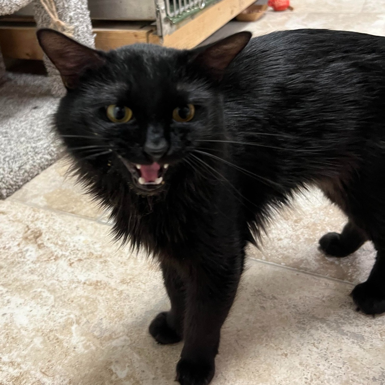 SPCA - Georgie is meowing from the rooftops that it's Black Cat ...