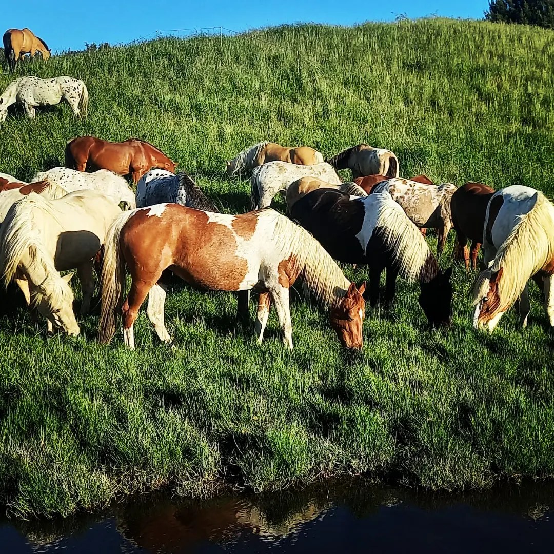 Horse Camp - Lakes Ranch | Rotorua