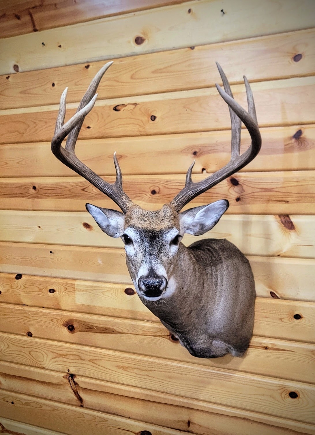 New Zealand has a... - Antlers, Wings & Things Taxidermy LLC | Facebook