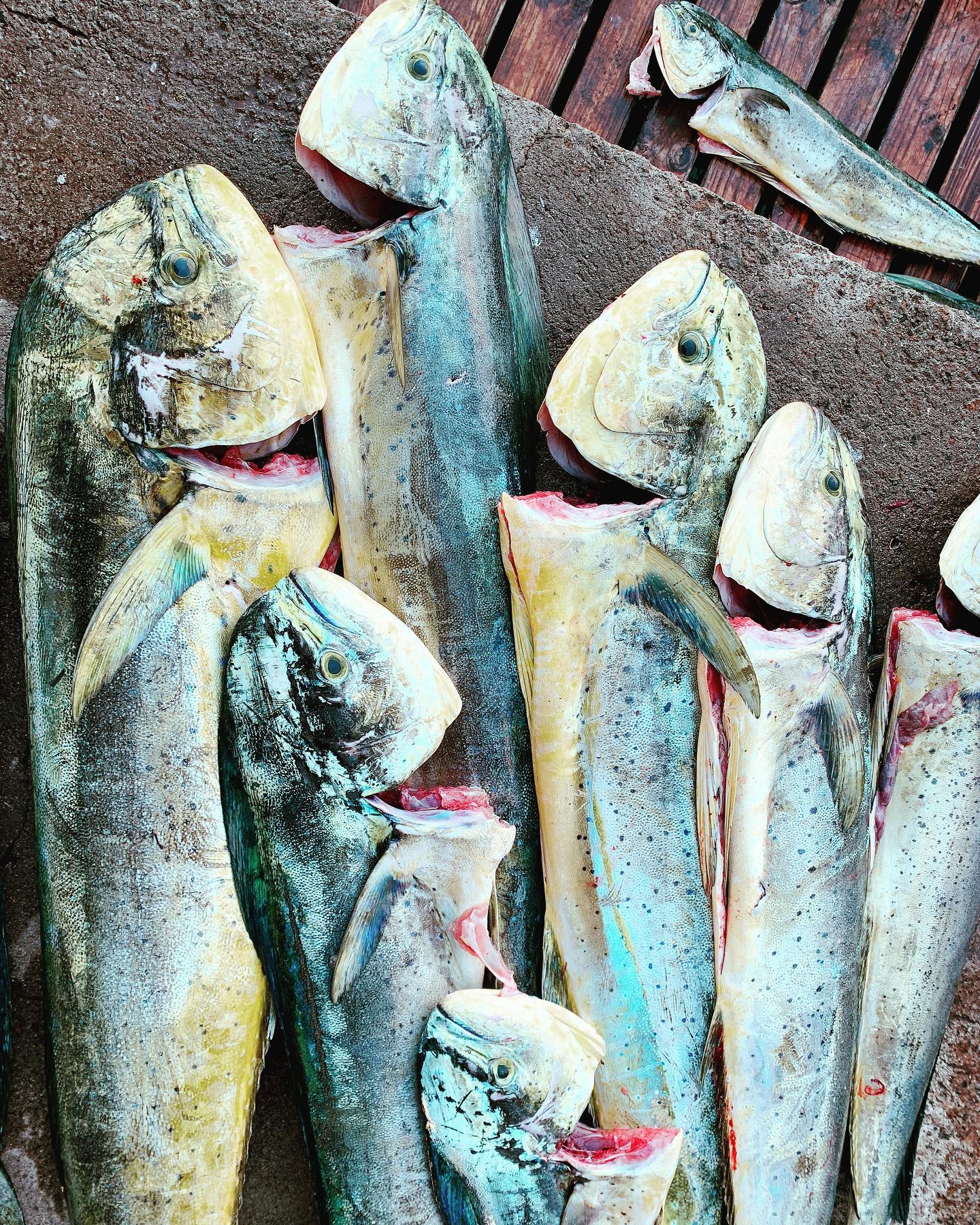 Ari’s Fish Shop Antigua | Falmouth