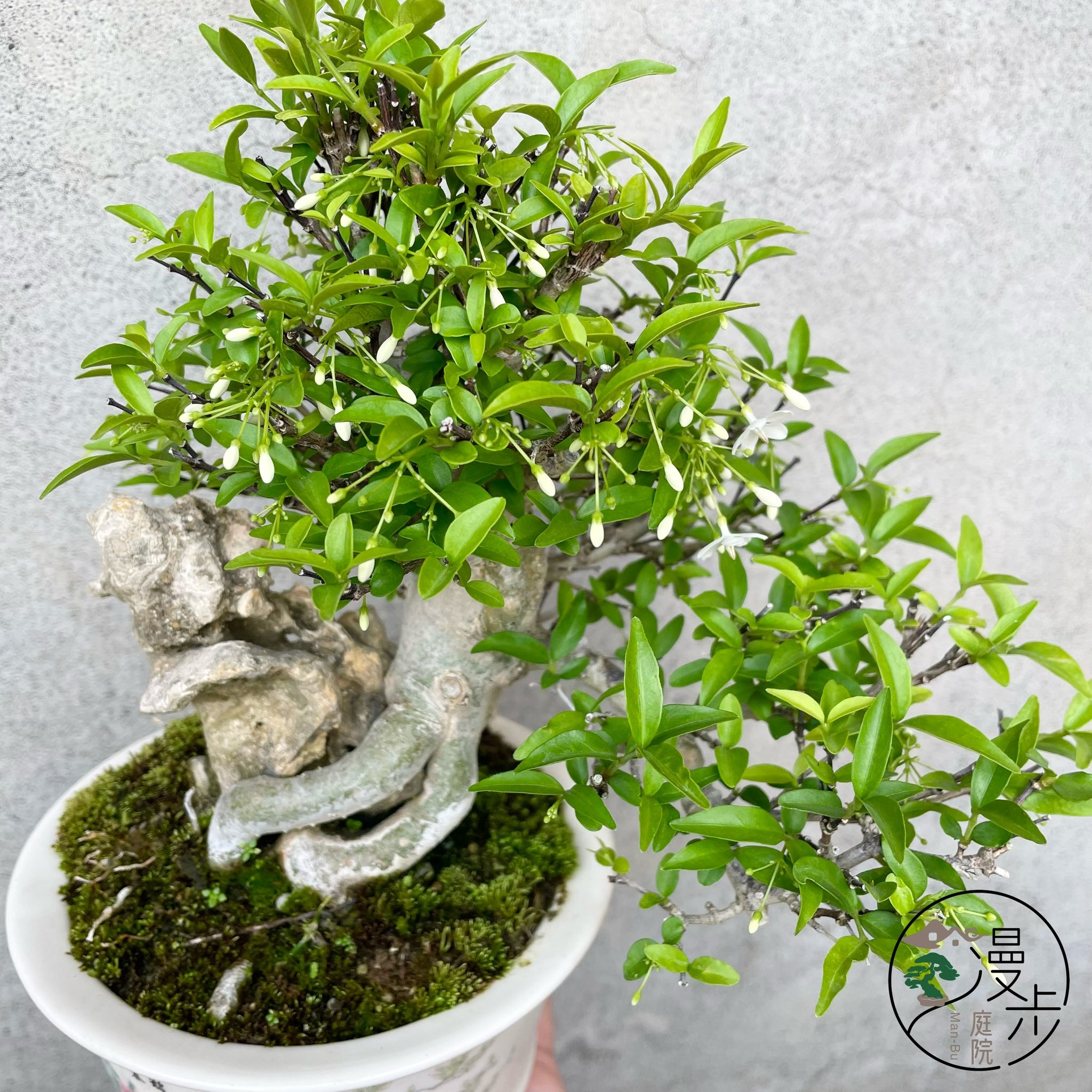 附石香水梅-含盆高25/樹幅22/頭部5/幹徑3公分-花有淡淡清香運送📦可