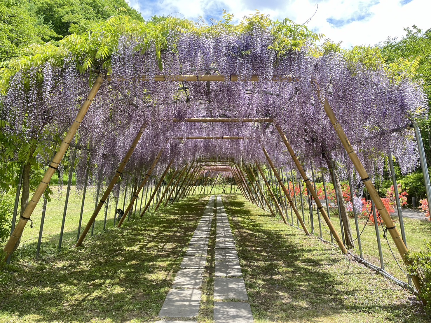 岩手好好玩 - #歷史公園江刺藤原之鄉_紫藤隧道花開正美 經常被NHK大河劇用來拍片的「歷史公園江刺藤原之鄉」，目前園內的紫藤隧道花開8分正美 ...