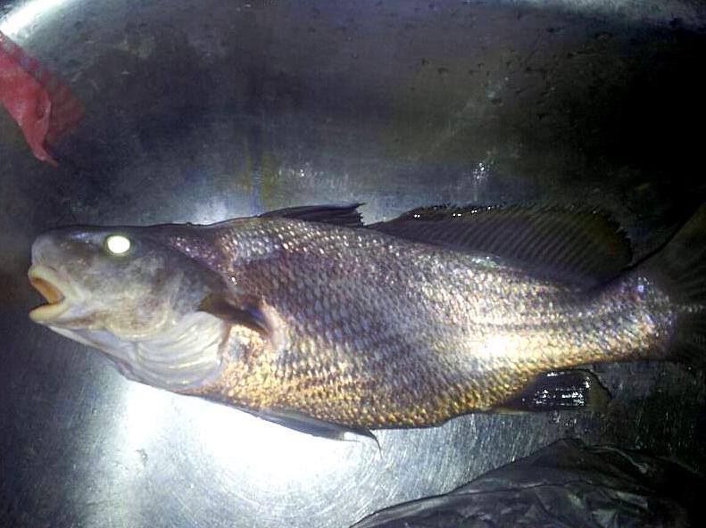 Gold - Kizzy Julie Hodge caught this fish in the Logan River and asks ...
