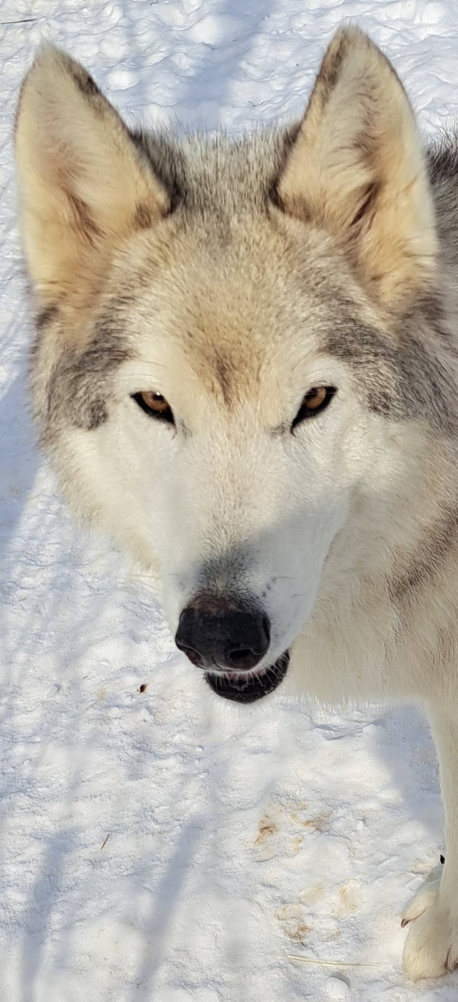 Red... - Red Riding Hood Rescue Project - a wolfdog rescue