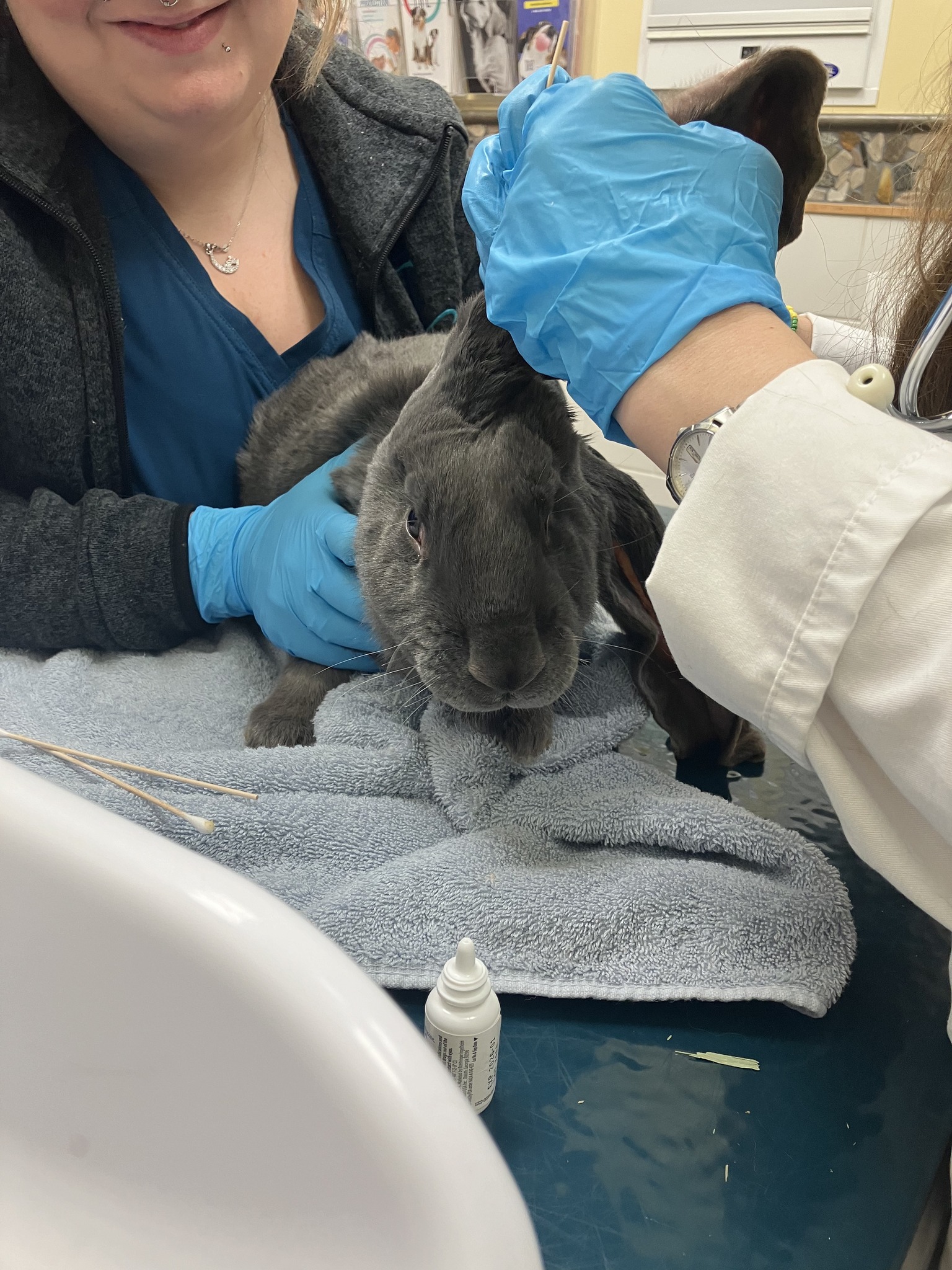 Cotton Tails Rabbit Rescue, Inc. | New City NY