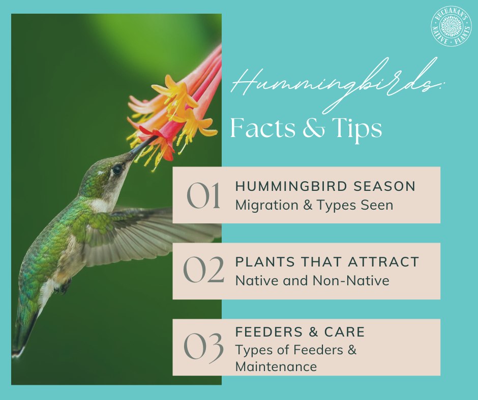 Happy Hummingbird Month! We... - Buchanan's Native Plants | Facebook