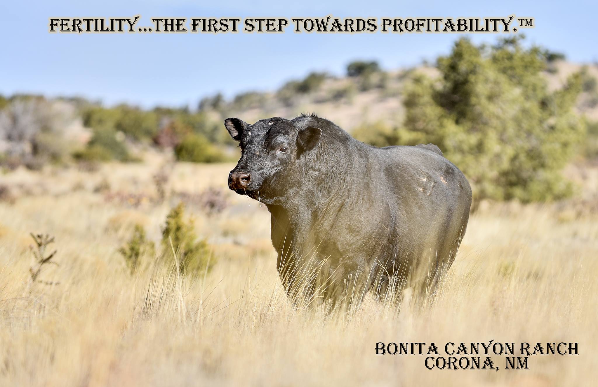 Bonita Canyon Ranch | Corona NM