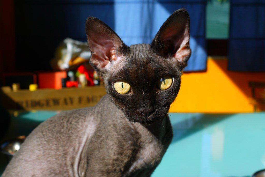 Nghiện Mèo Không Lông, Mèo Ít Lông (Sphynx, Devon Rex, LyKoi, Efl ...