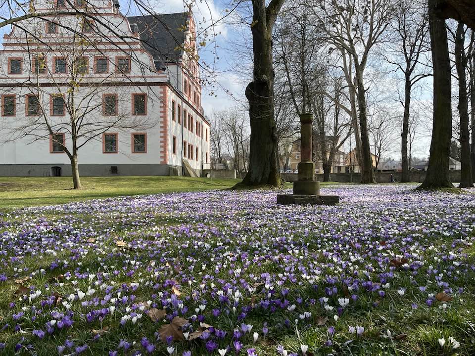 Wir sind Meerane! | Die Krokuswiese am Schloss Ponitz…echt einen ...