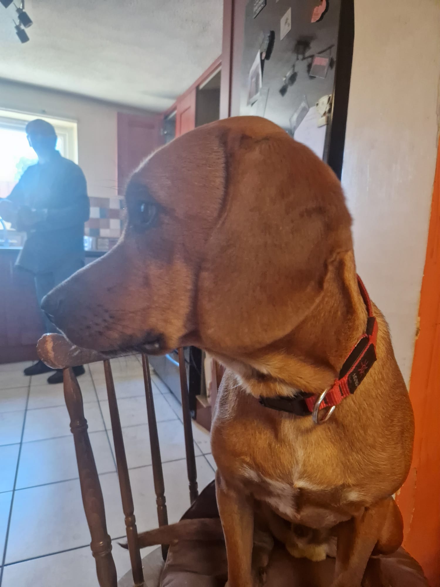 Roaming Tails Rescue