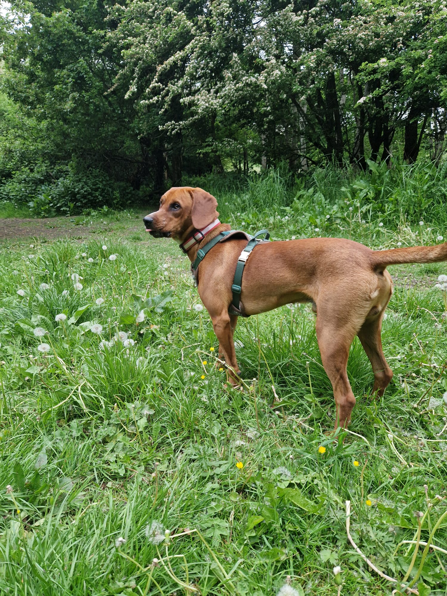 Roaming Tails Rescue