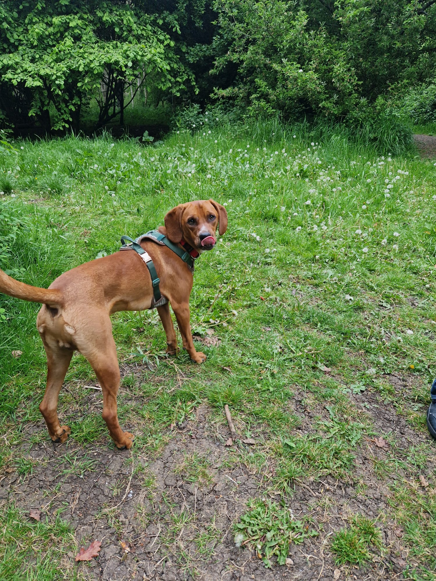 Roaming Tails Rescue
