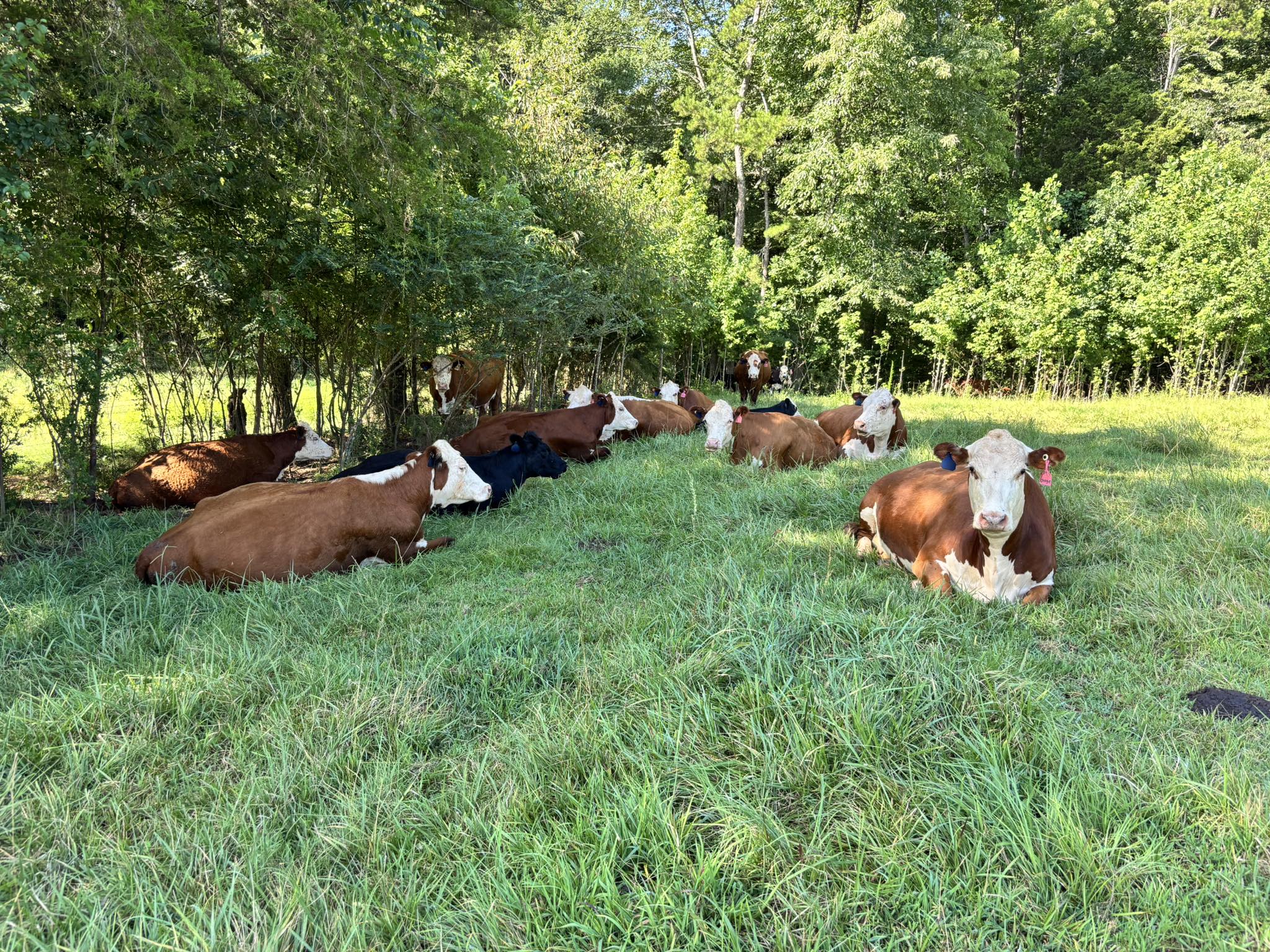 Rolling Ridge Farm | Sweetwater TN