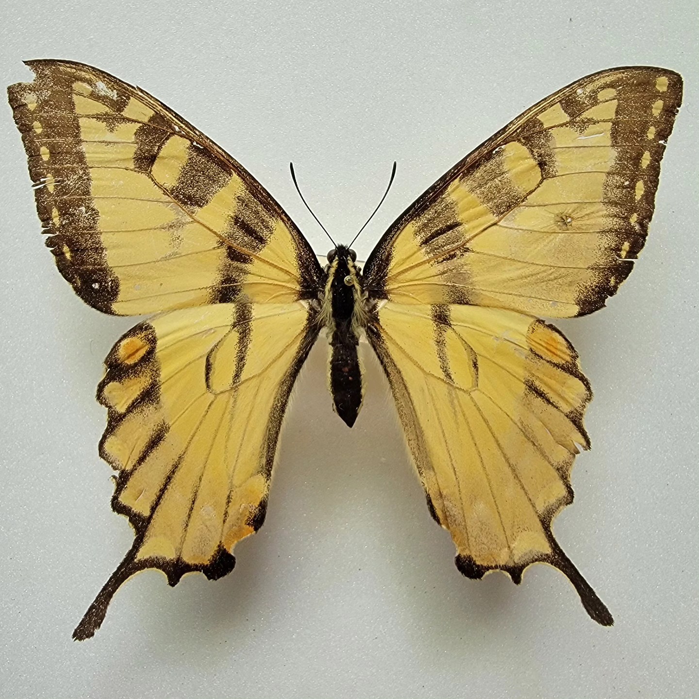 BioQuipBugs