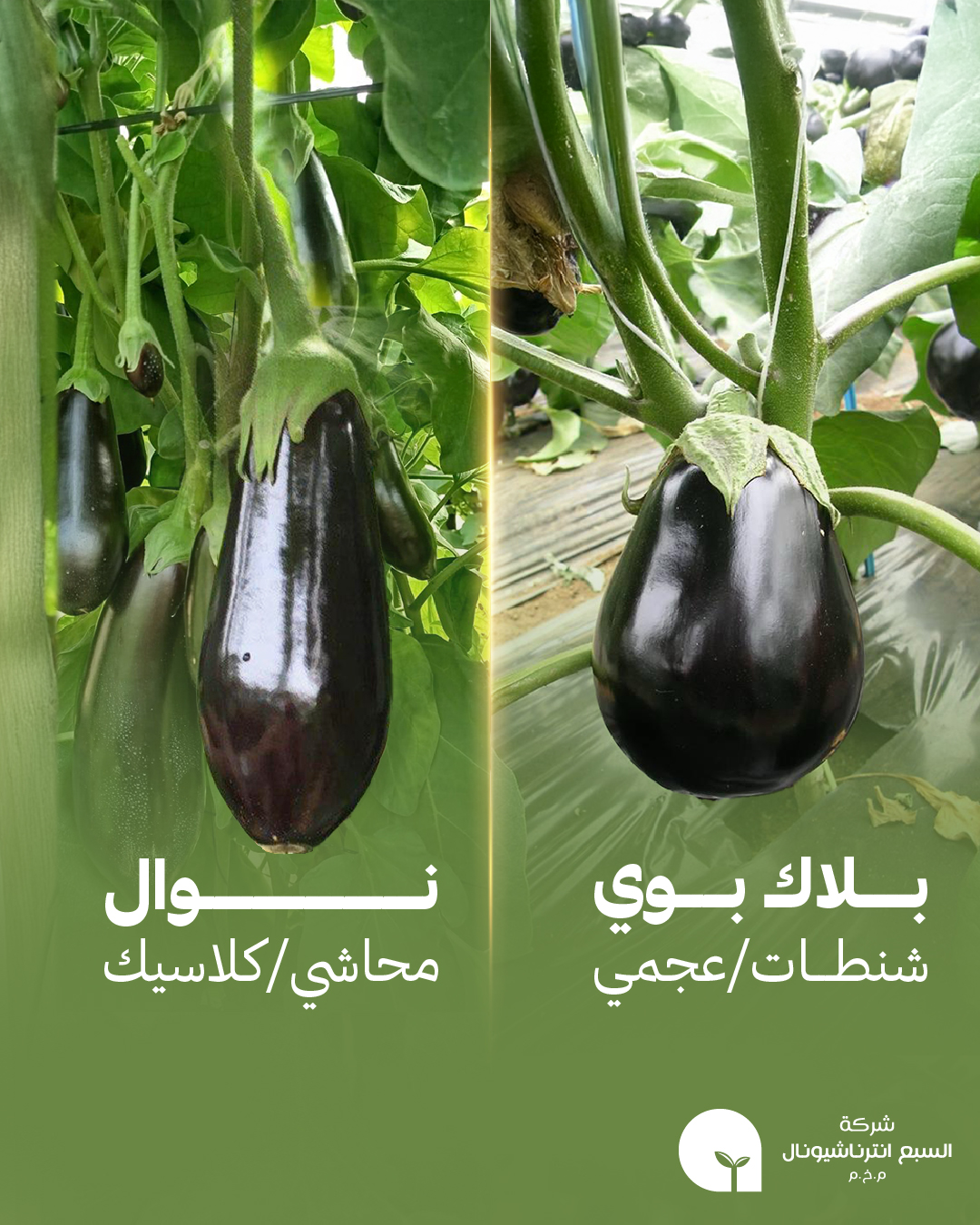 Agricare - 🔹 إذا كنت تبحث عن أصناف الباذنجان المثاليه لتلبية احتياجاتك ...