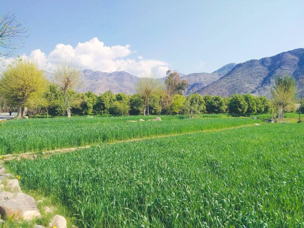 مینه ناک ننګرهاری