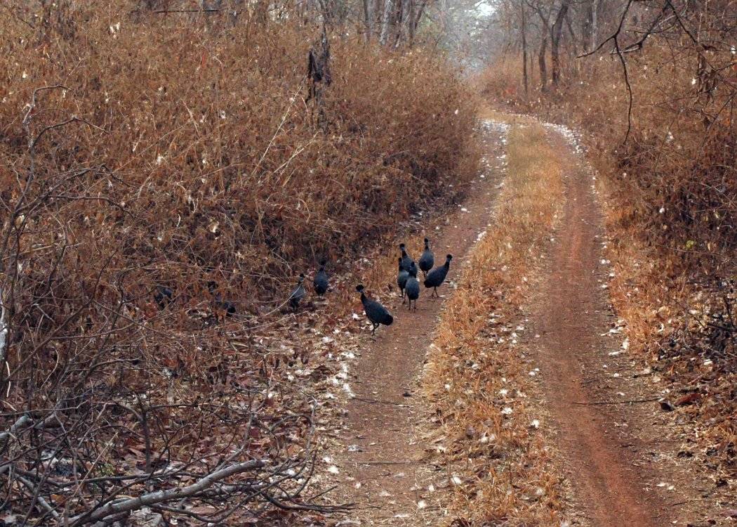 Old Oyo National Park