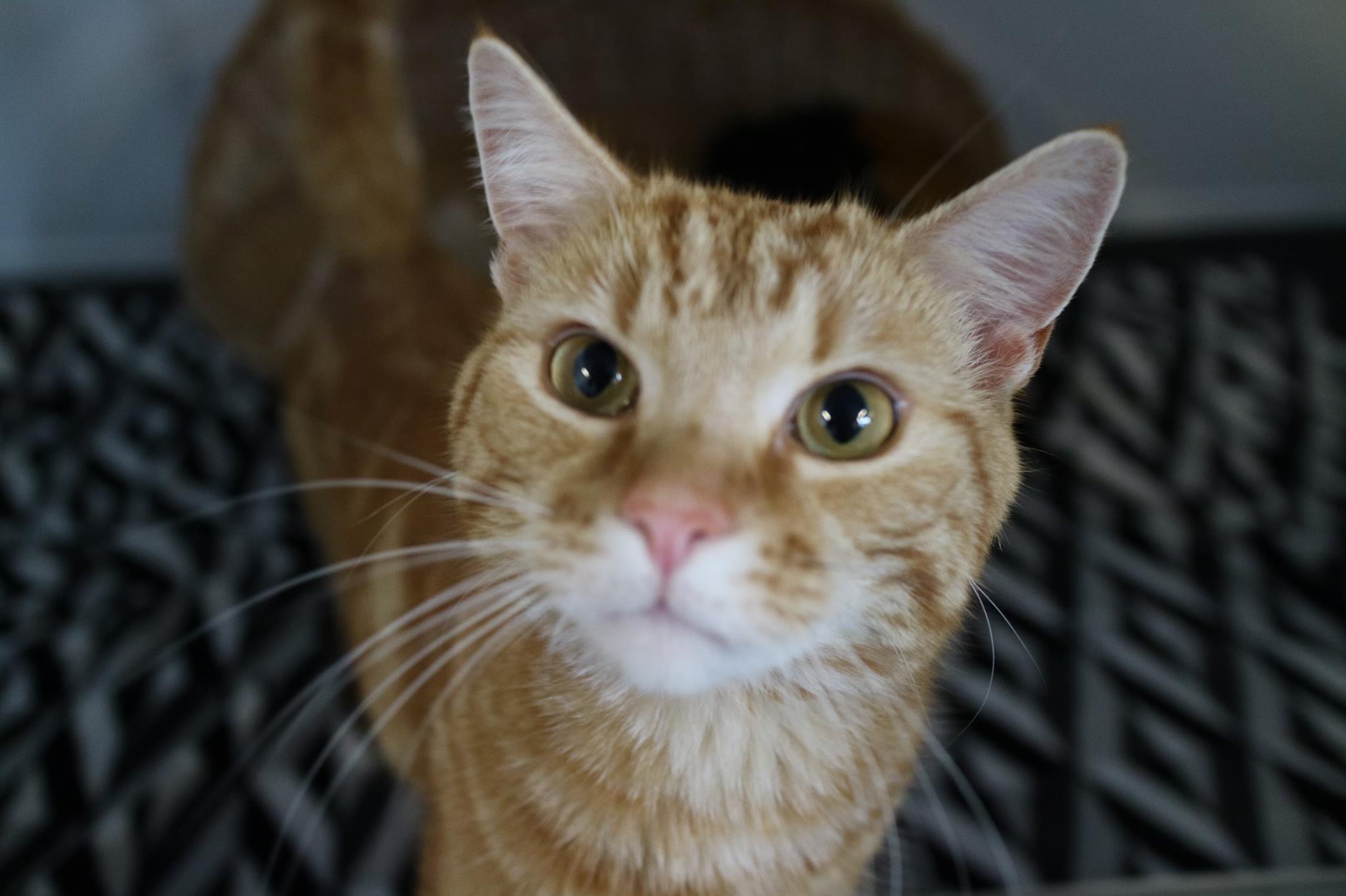 Springfield Cattery | Orsett