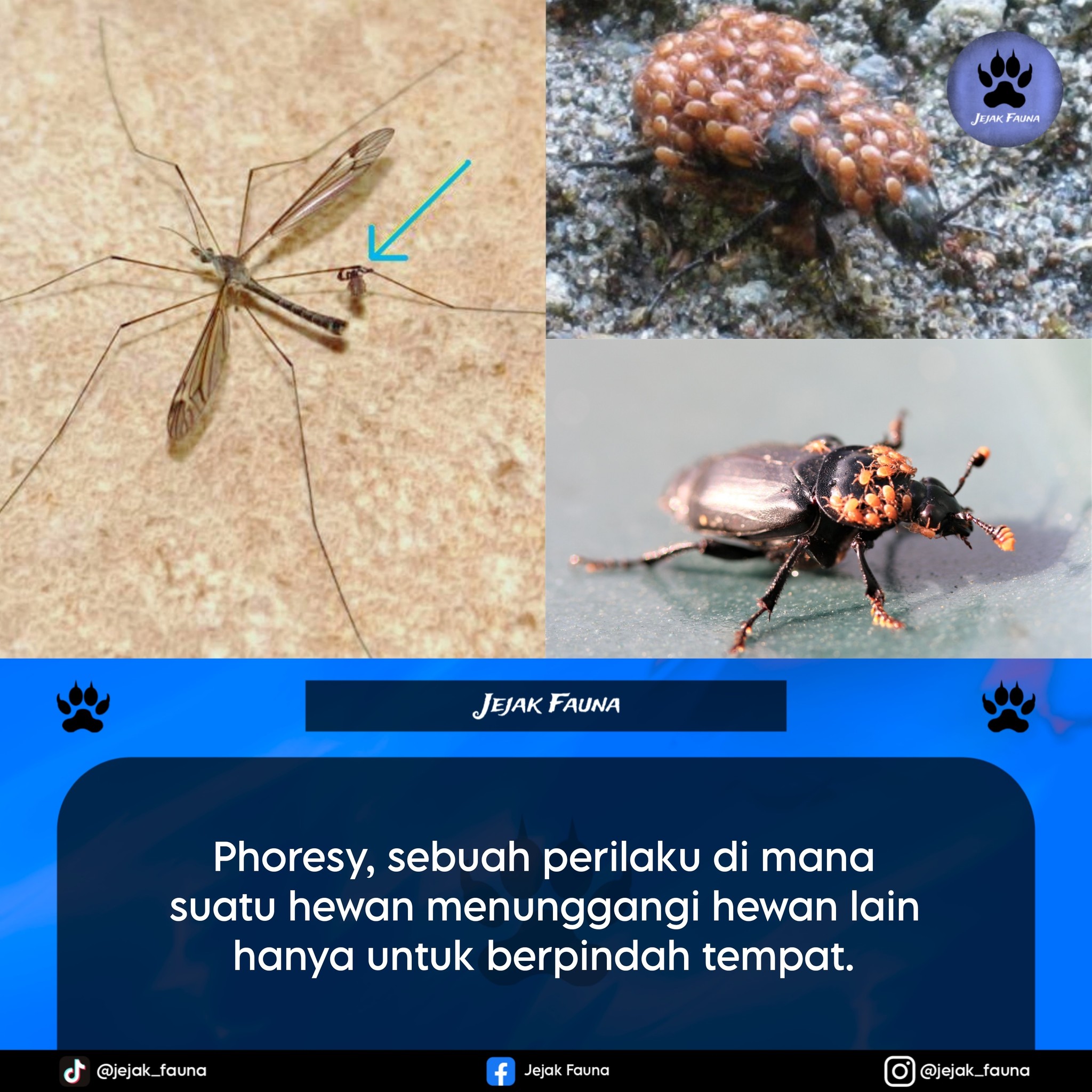 Jejak - Kita terkadang melihat kumbang yang dipenuhi serangga kecil di ...