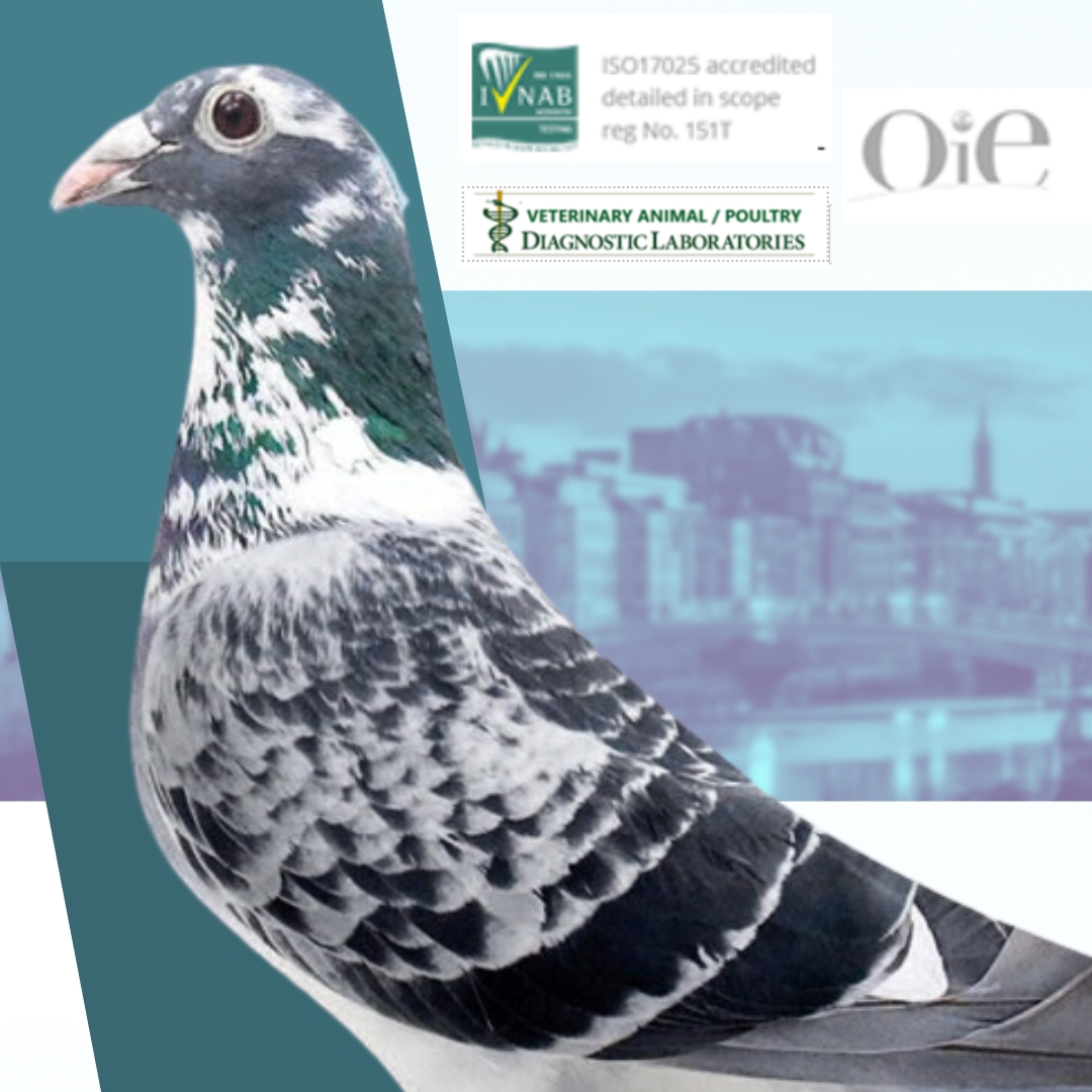 Diagnostic Lab - 🕊️ Elevate Pigeon Health with Our...