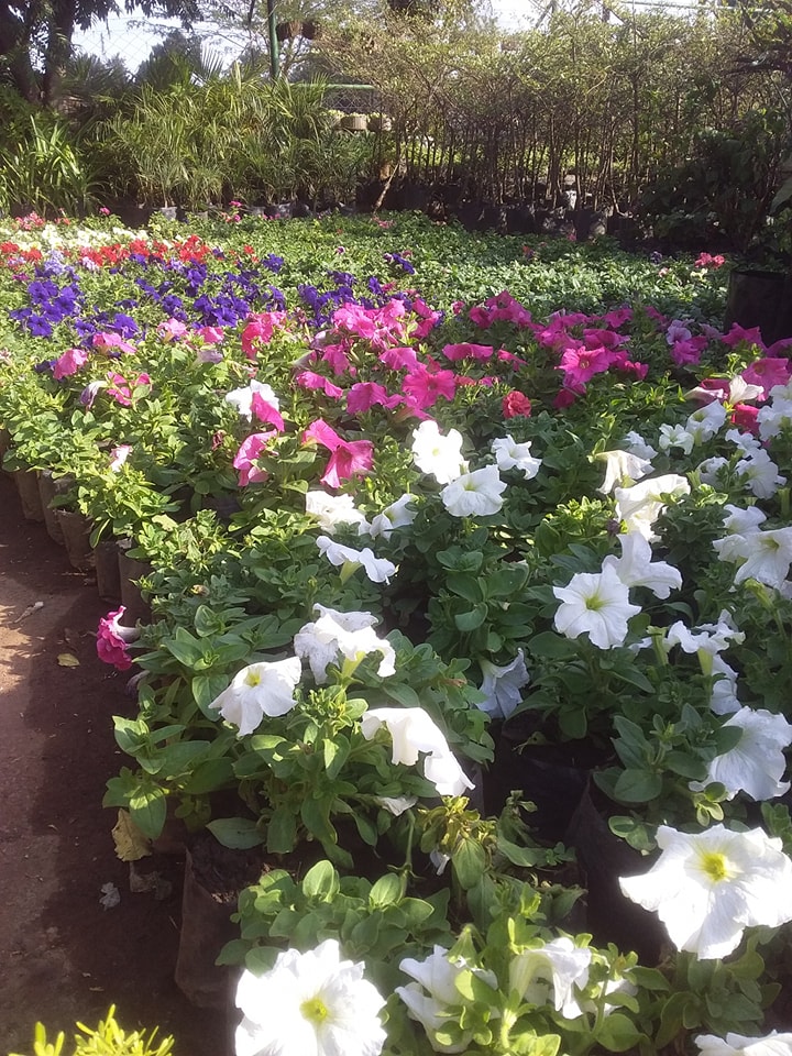 Treasure Pots and Plants by Chapo | Harare
