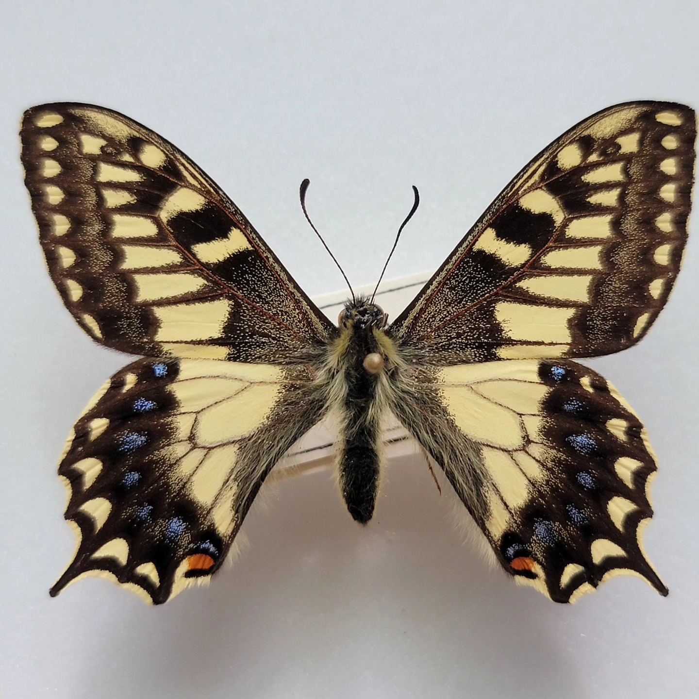 BioQuipBugs