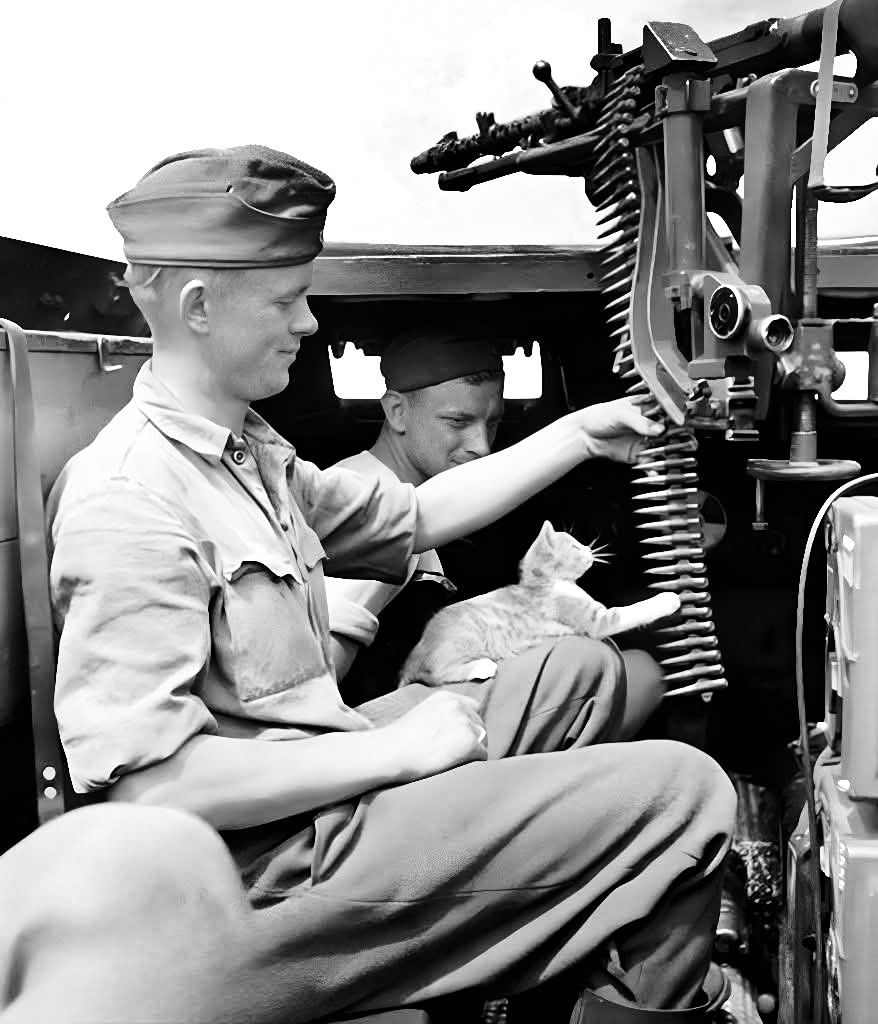 A German soldier watches as a kitten plays with the magazine belt