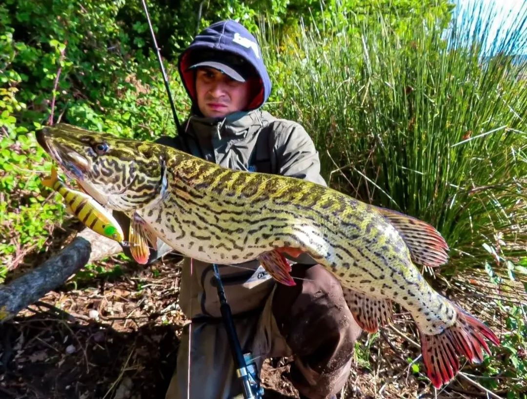 geraldo-beautiful-tiger-pike-leospin-fishing-pike