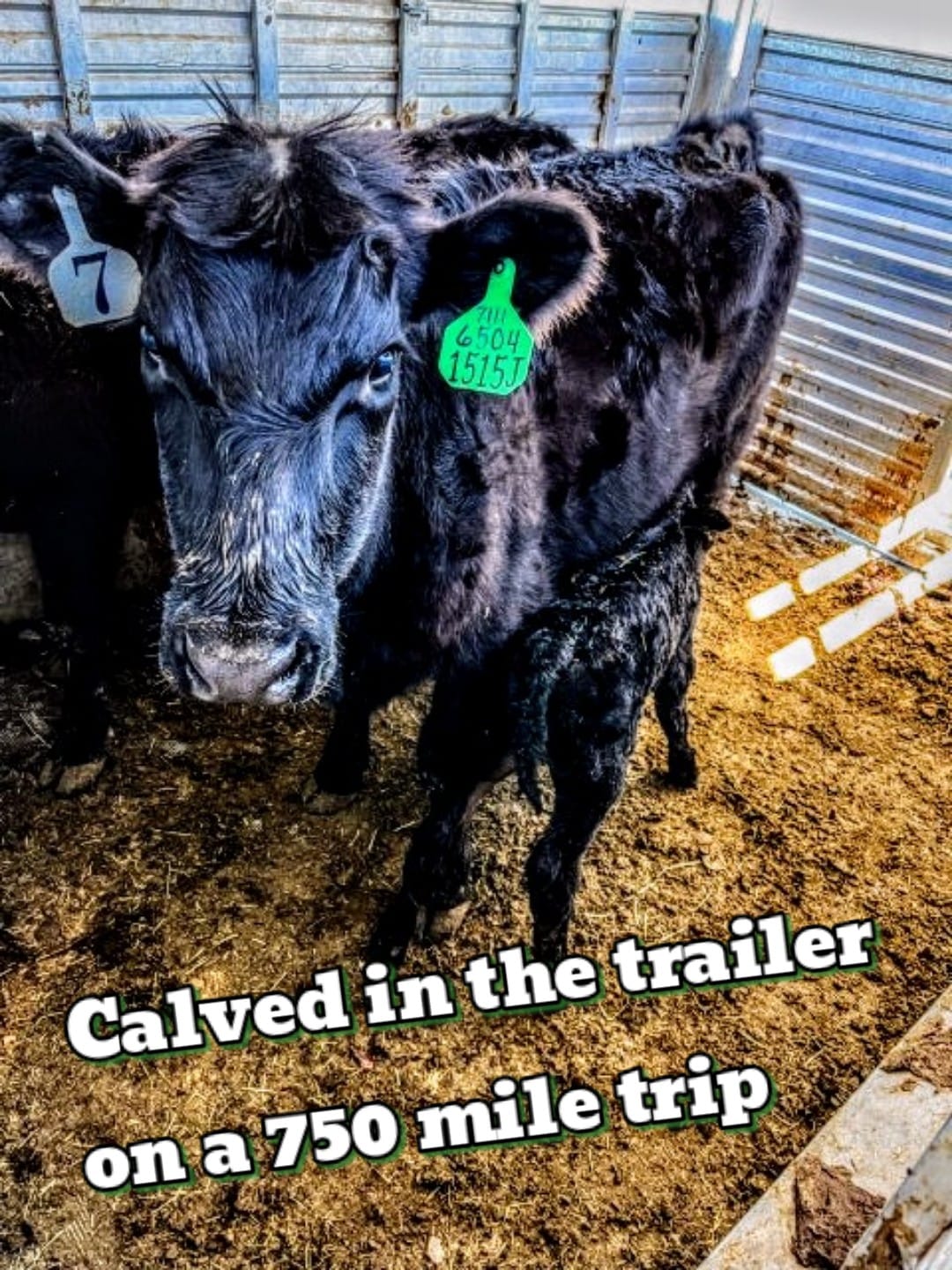 Spring Valley Ranch & Cattle LLC | Bassett NE