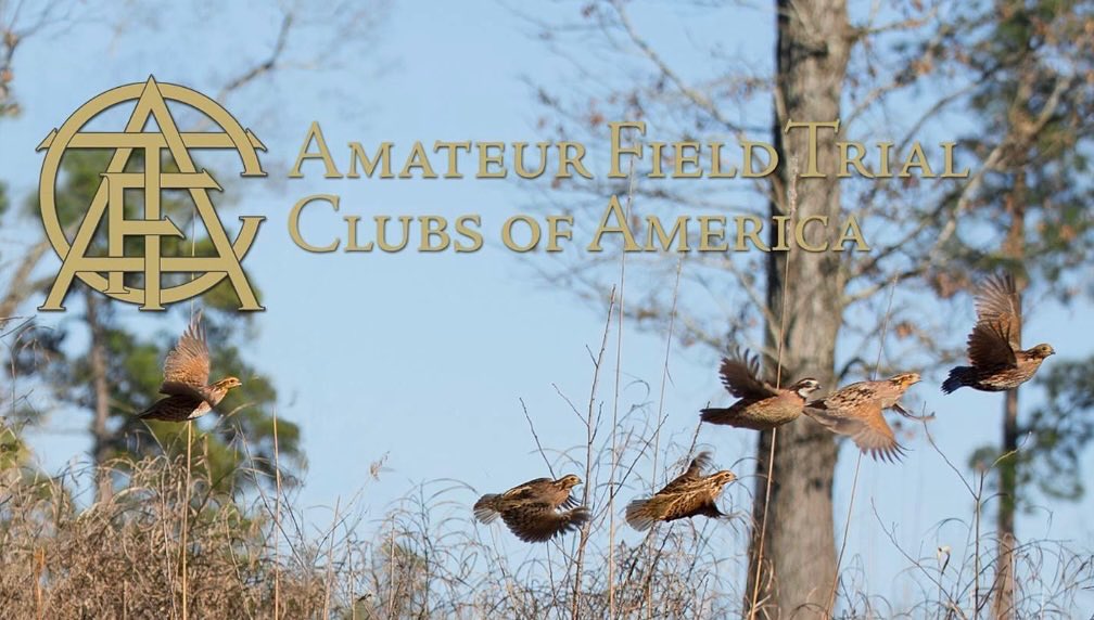 TIME TO RENEW... - Amateur Field Trial Clubs Of America, Inc.
