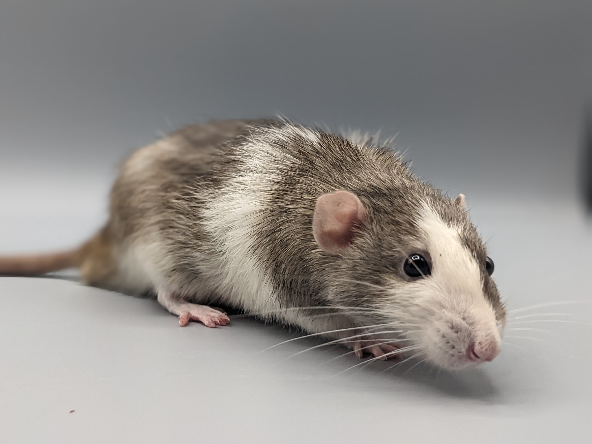 Ivory Chapel Rattery | Homosassa FL