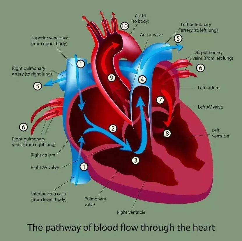 The pathway of... - Dr Boon Lim, Consultant Cardiologist | Facebook