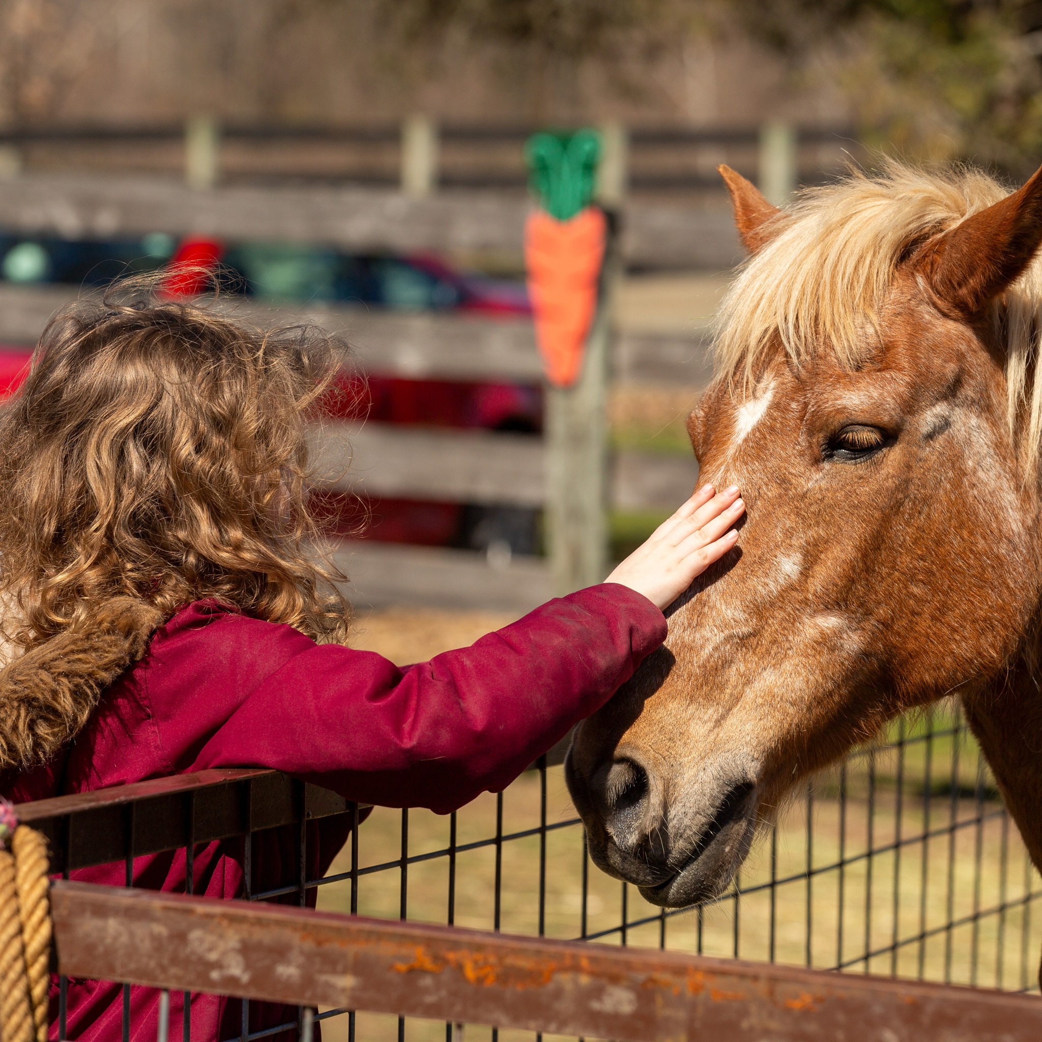Liberty Ridge Farm | Schaghticoke NY