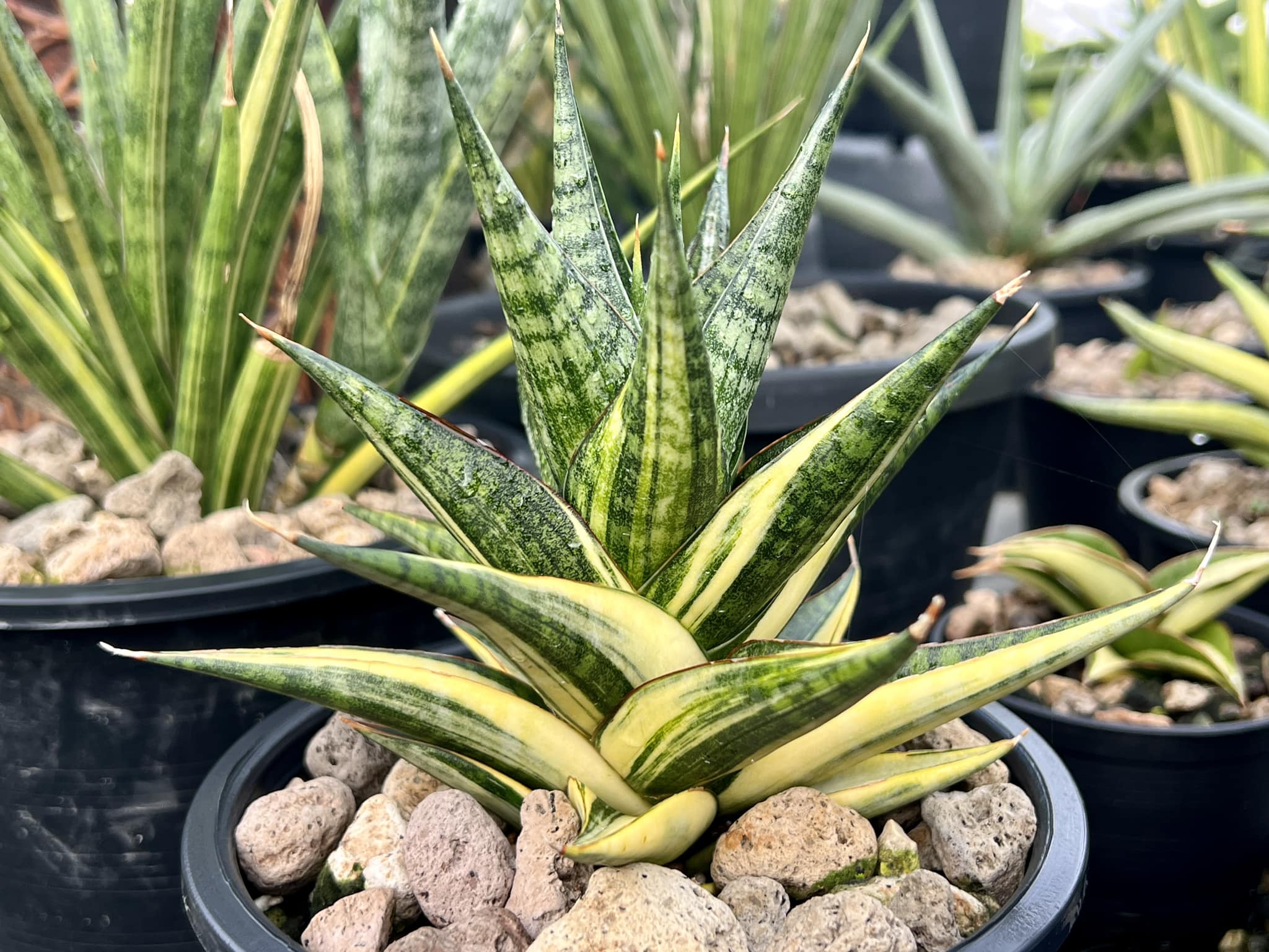 Sansevieria Manny Pacquiao hybrid plant