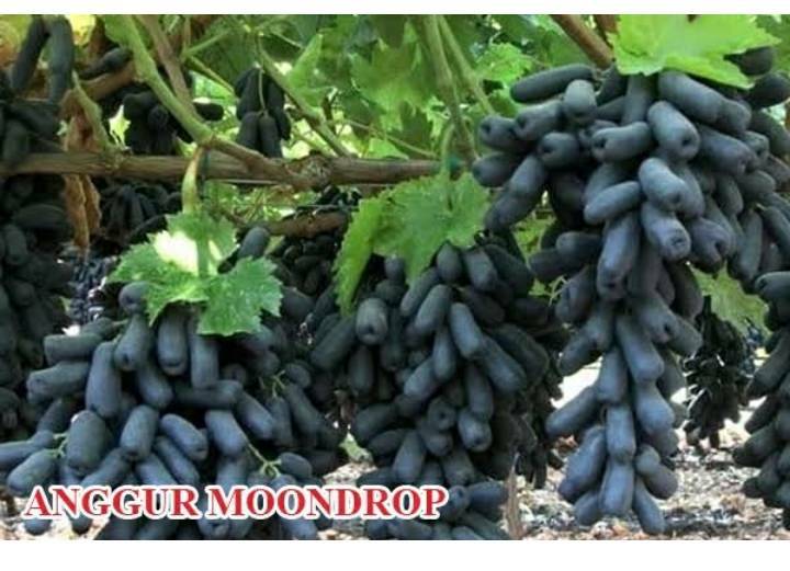 JUAL BELI & DISKUSI ANGGUR INDONESIA | 2 BIBIT HARGA 200RB | Facebook