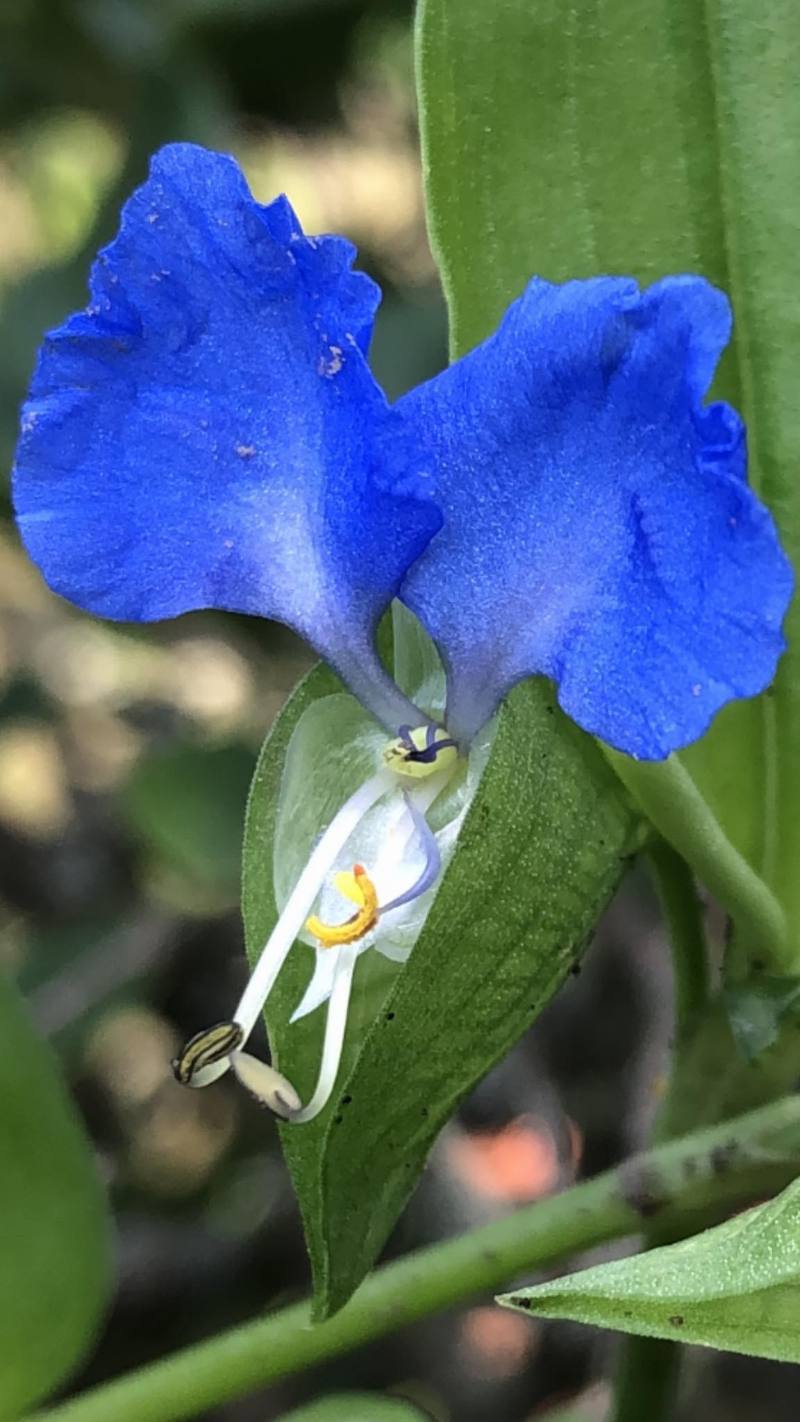 Wild flower, can anyone tell this is male or female?