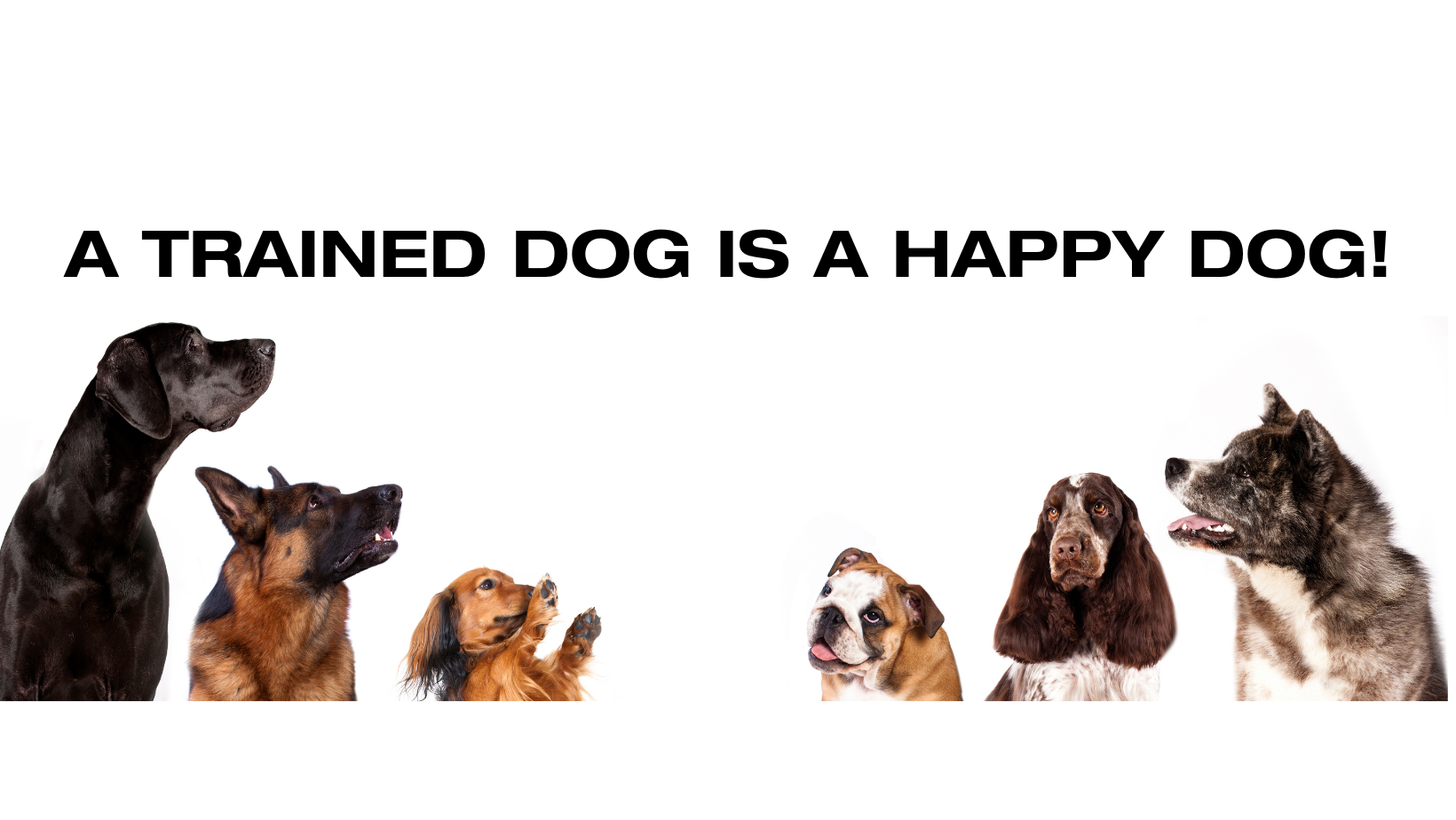 South Mountain Dog Training Center | Emmaus PA