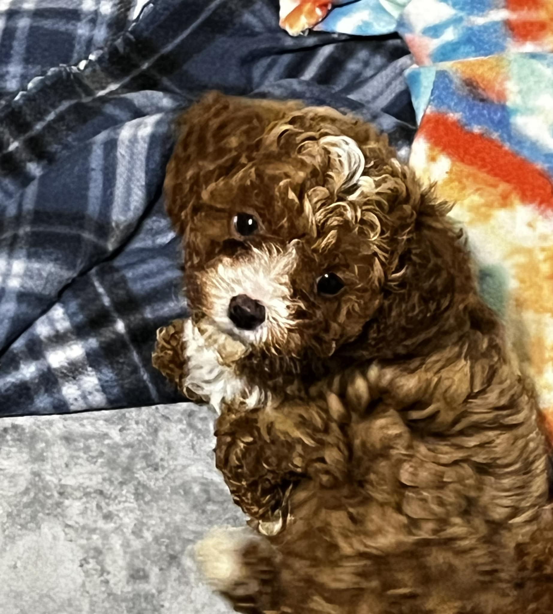 Cockapoo_Cuddles of New Jersey & New York | Goldilocks is an itsy bitsy ...