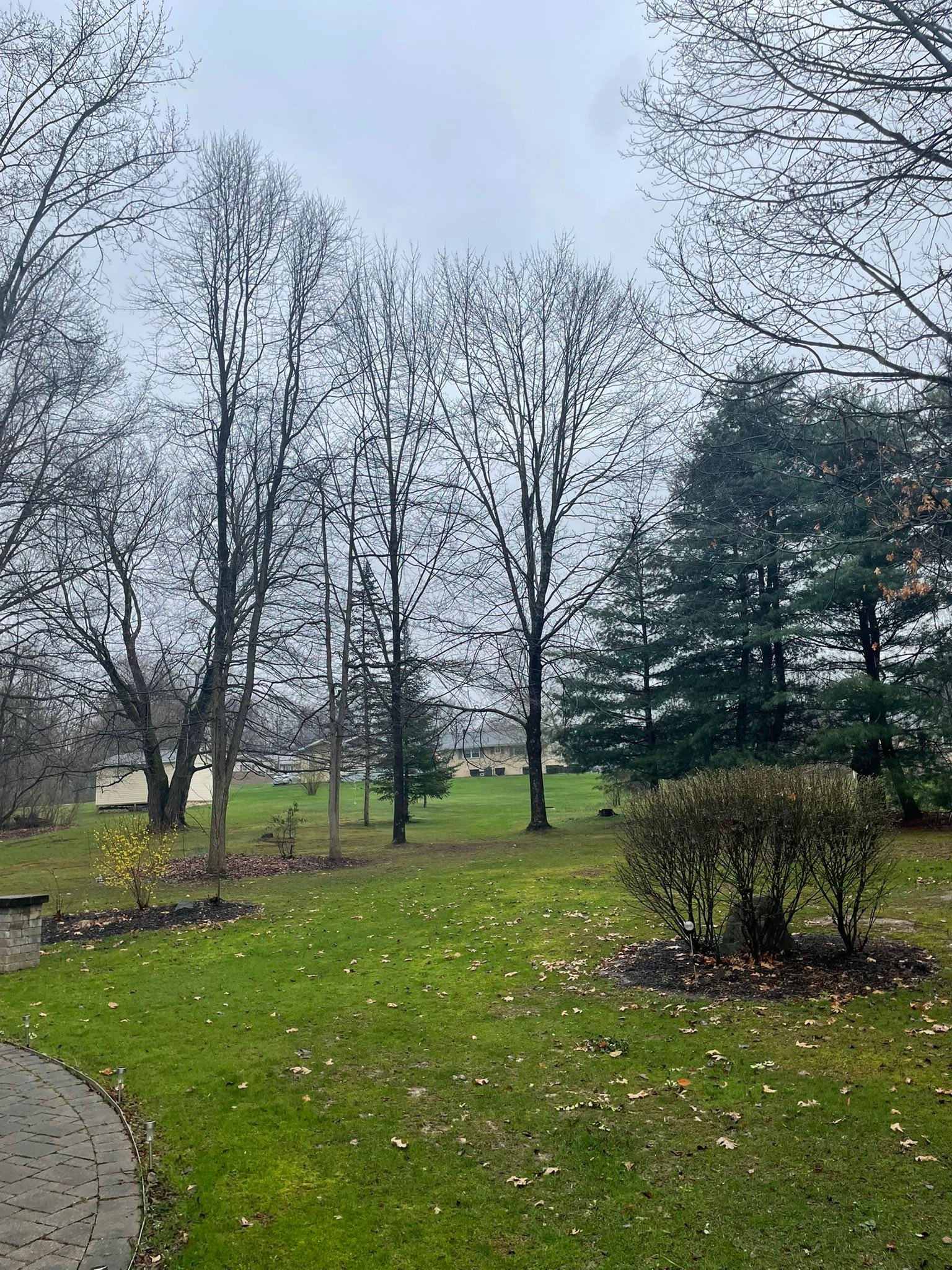 Mild Tree Care