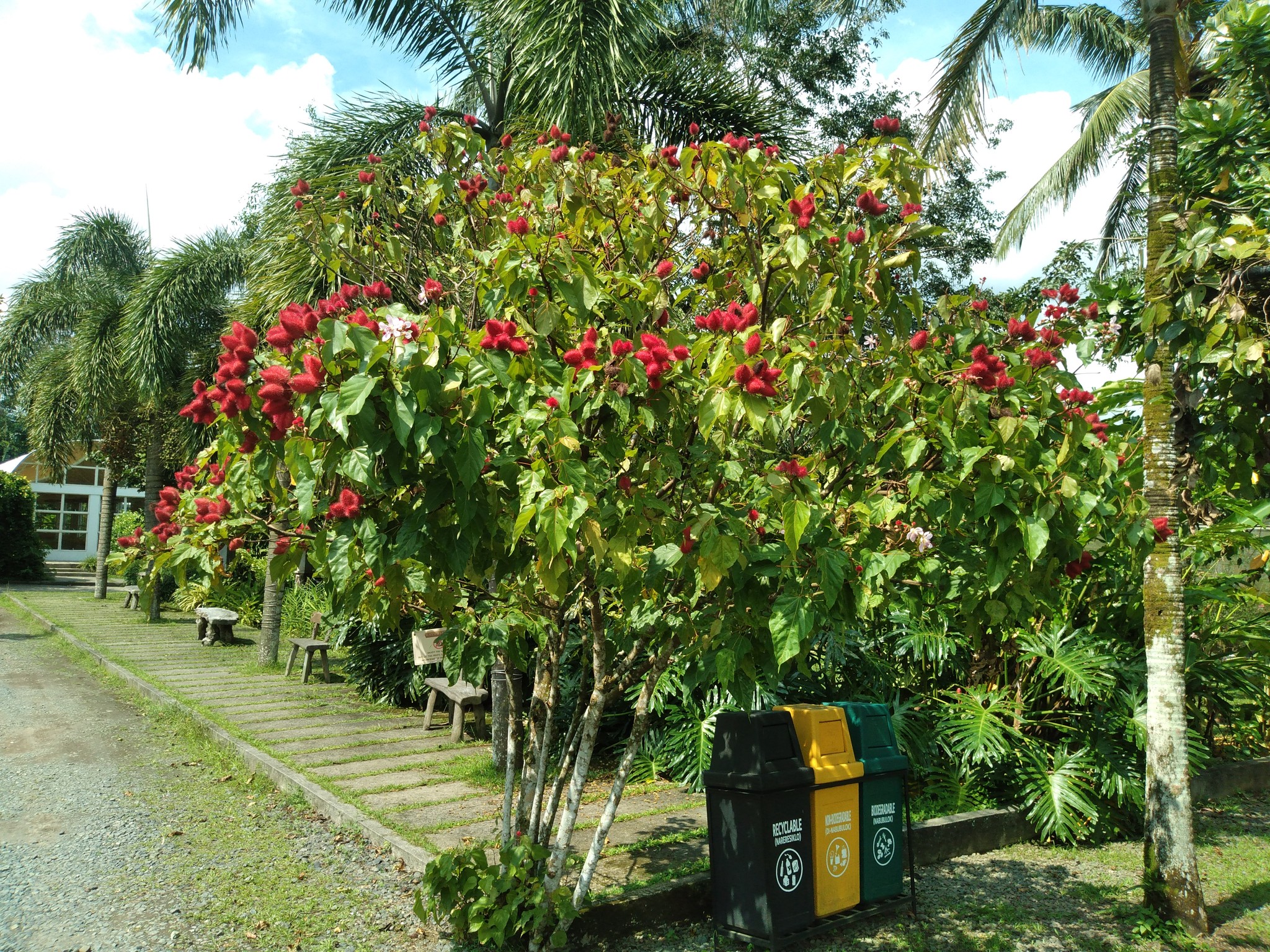 Philippine Trees 101